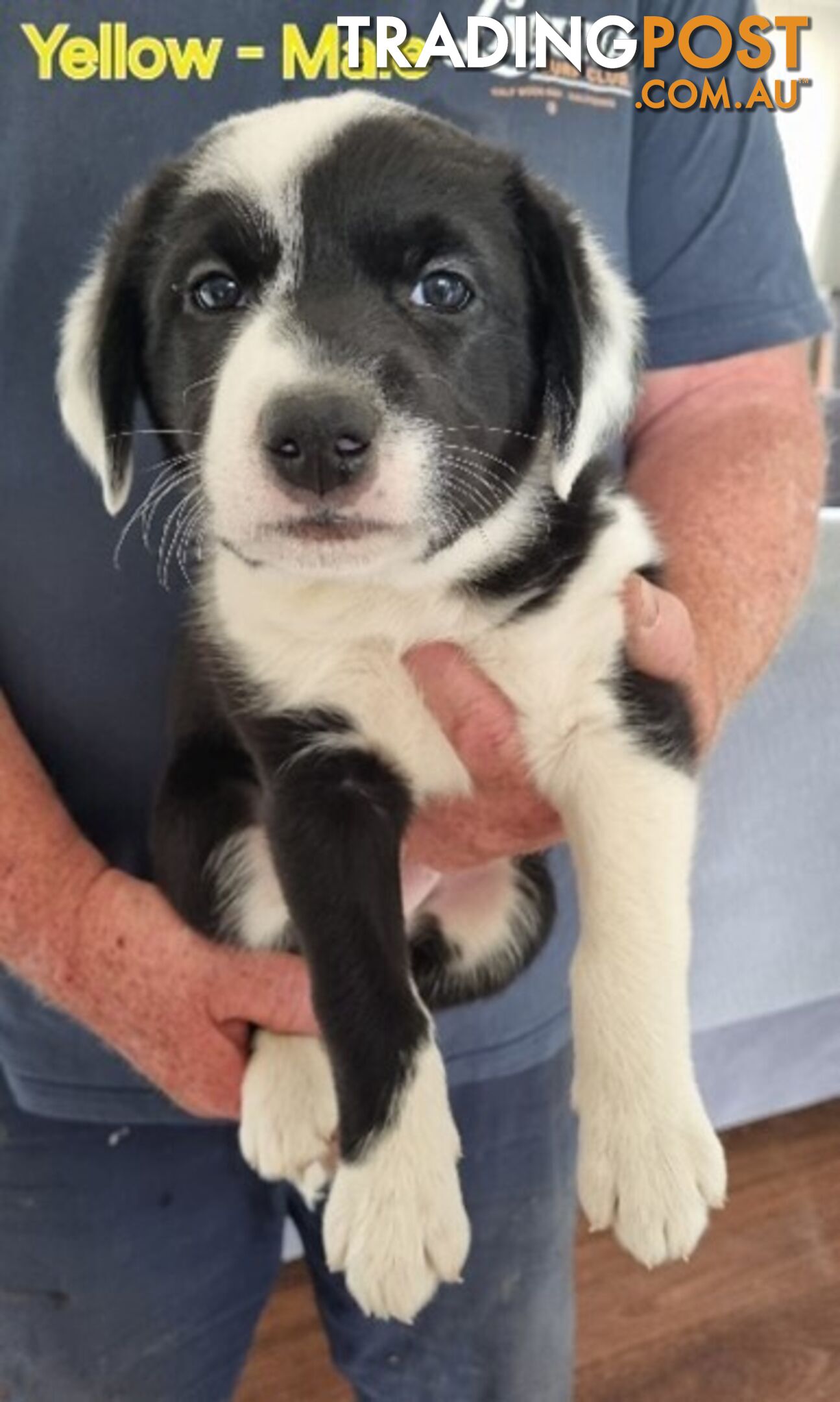 BORDER COLLIE PUPPIES