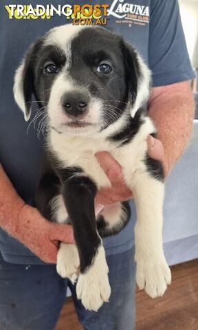 BORDER COLLIE PUPPIES