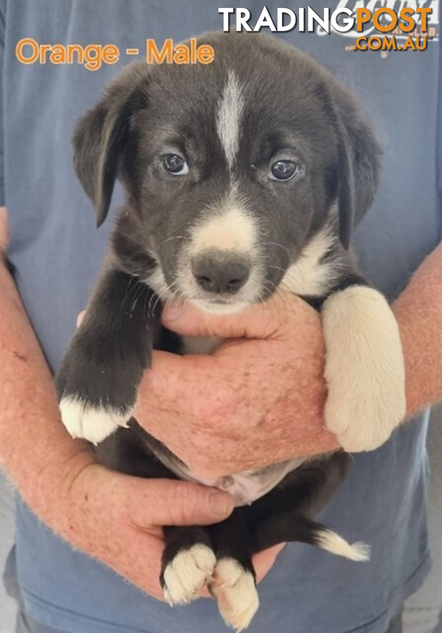 BORDER COLLIE PUPPIES