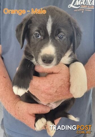 BORDER COLLIE PUPPIES