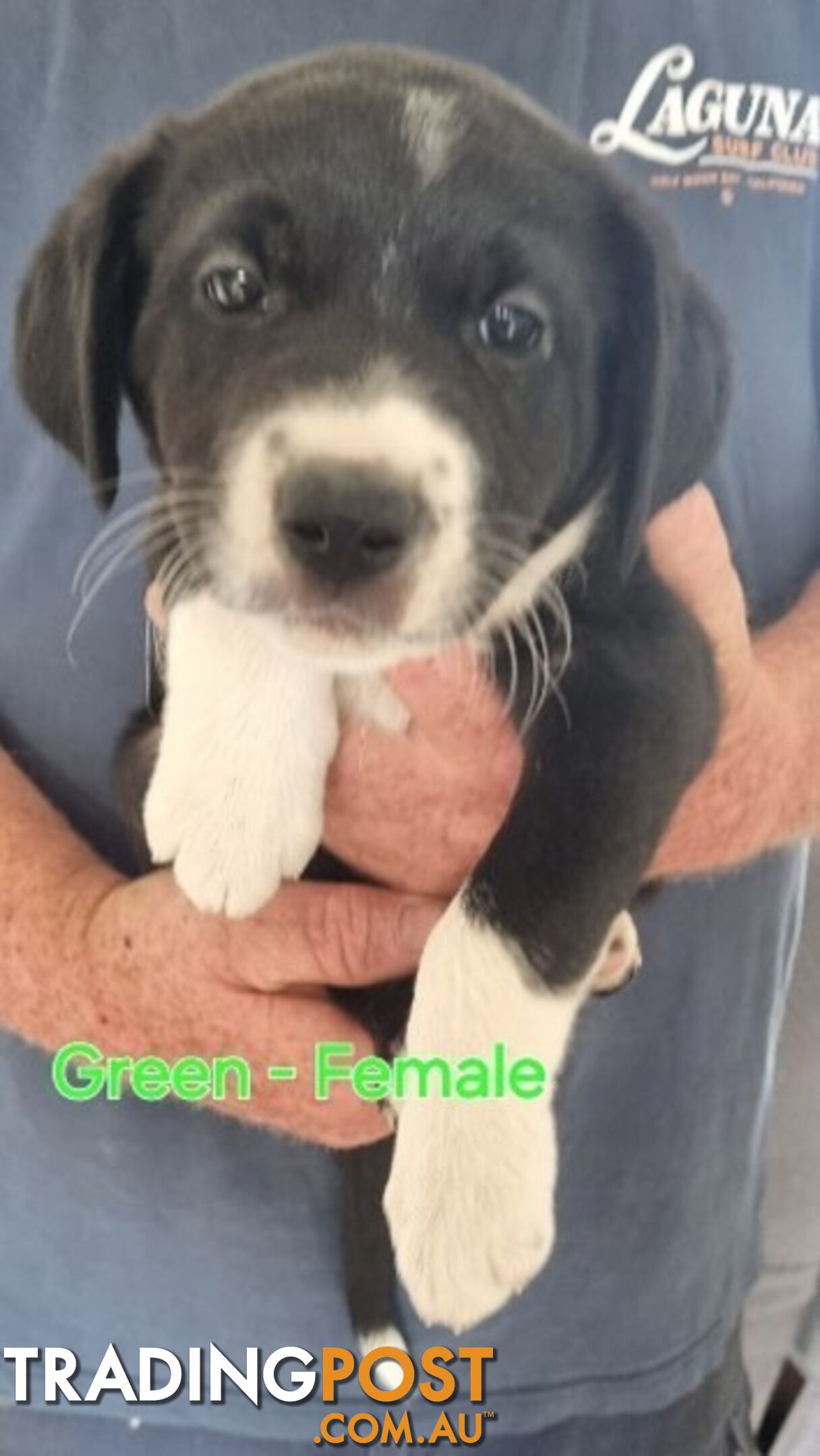 BORDER COLLIE PUPPIES