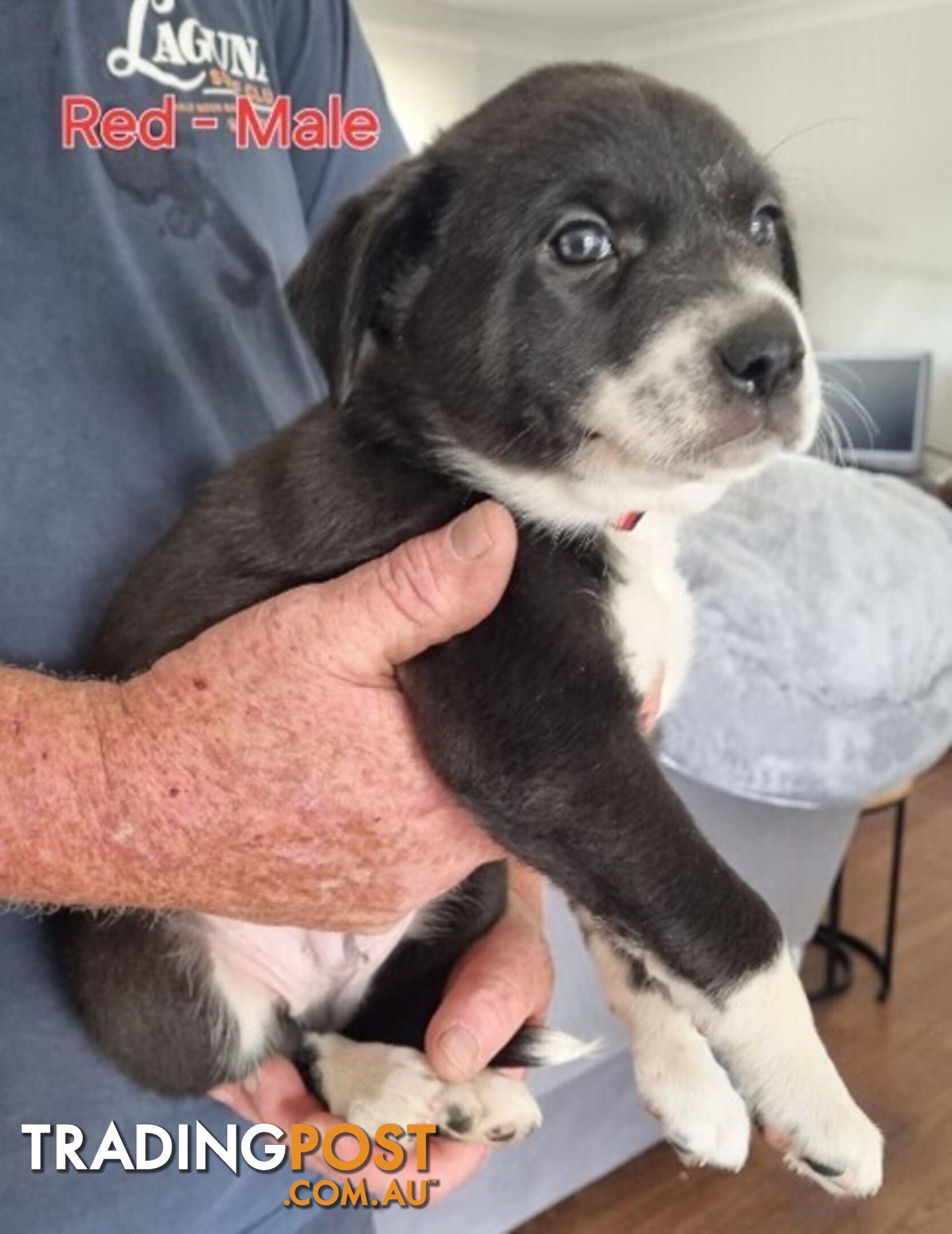 BORDER COLLIE PUPPIES