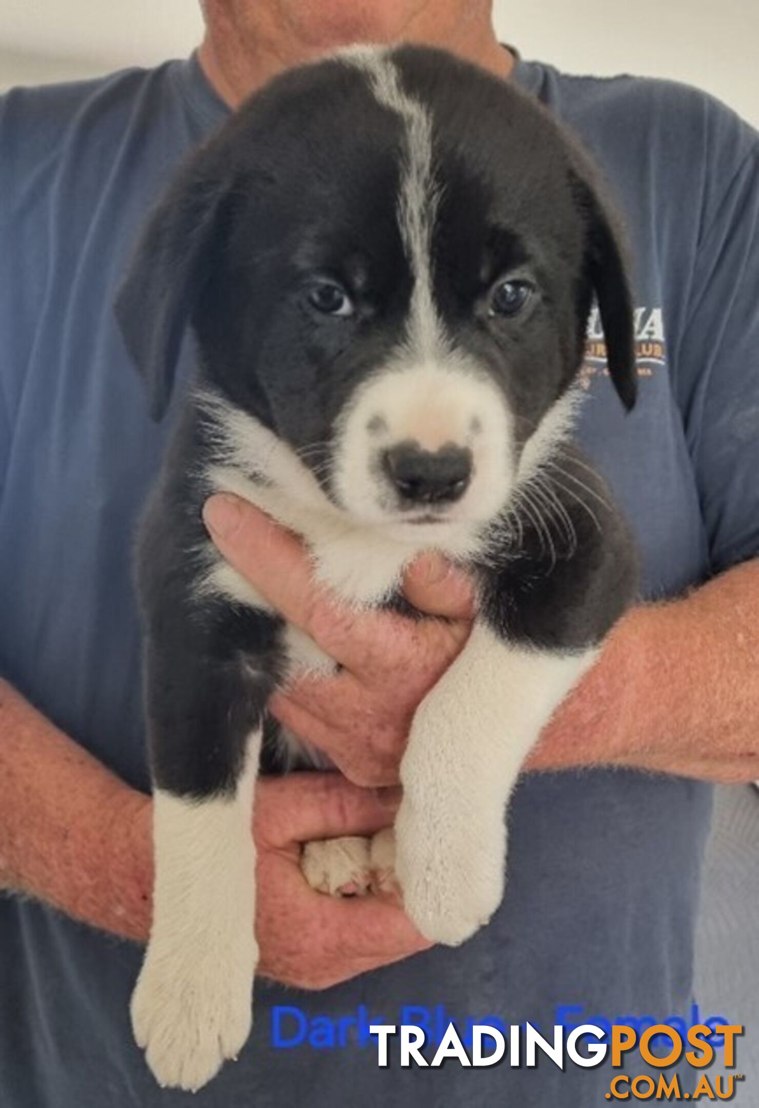 BORDER COLLIE PUPPIES