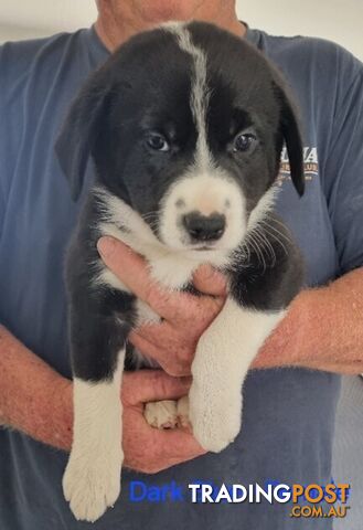 BORDER COLLIE PUPPIES