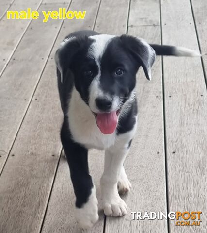 BORDER COLLIE PUPPIES ONLY 3 LEFT