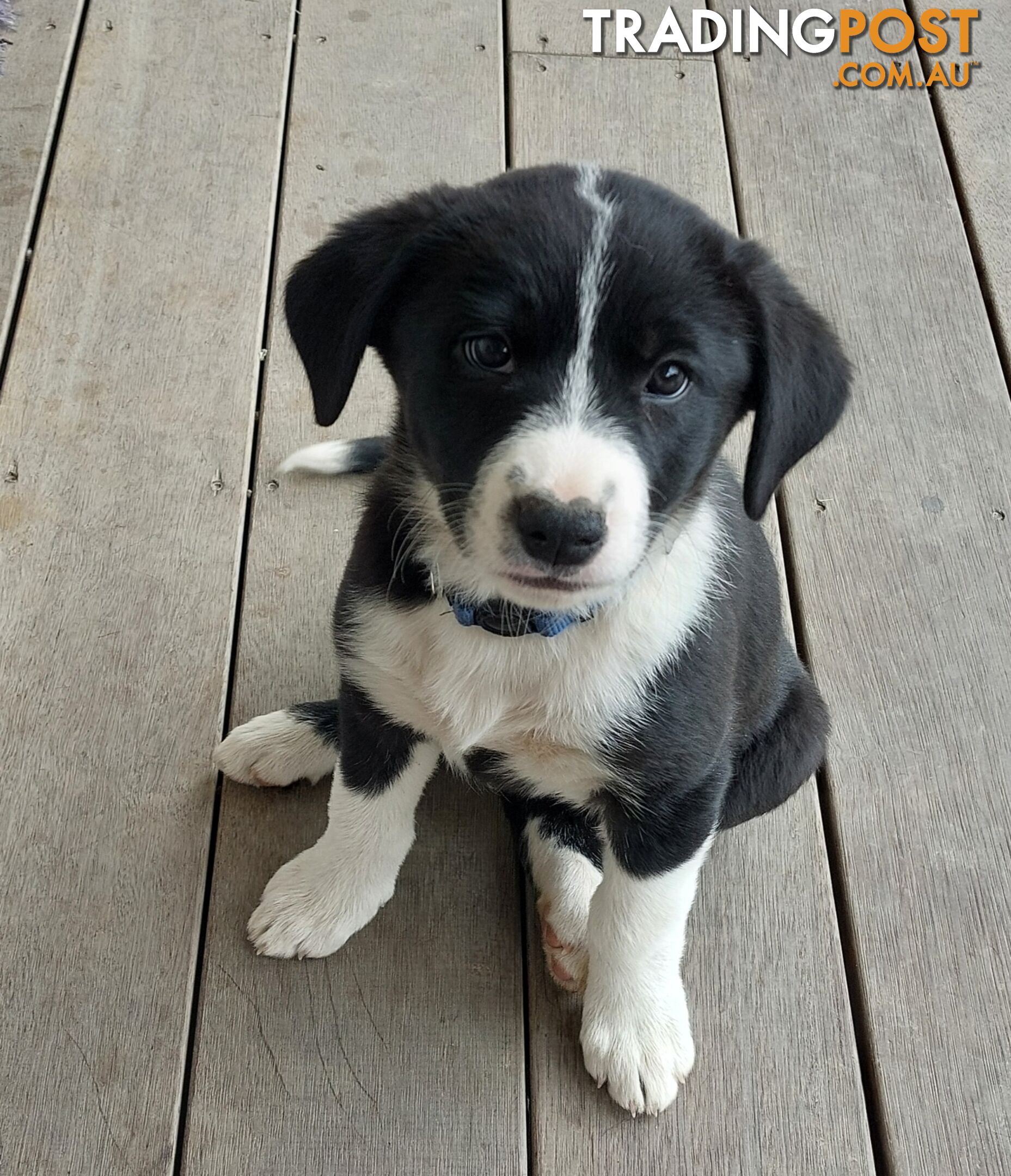 BORDER COLLIE PUPPIES