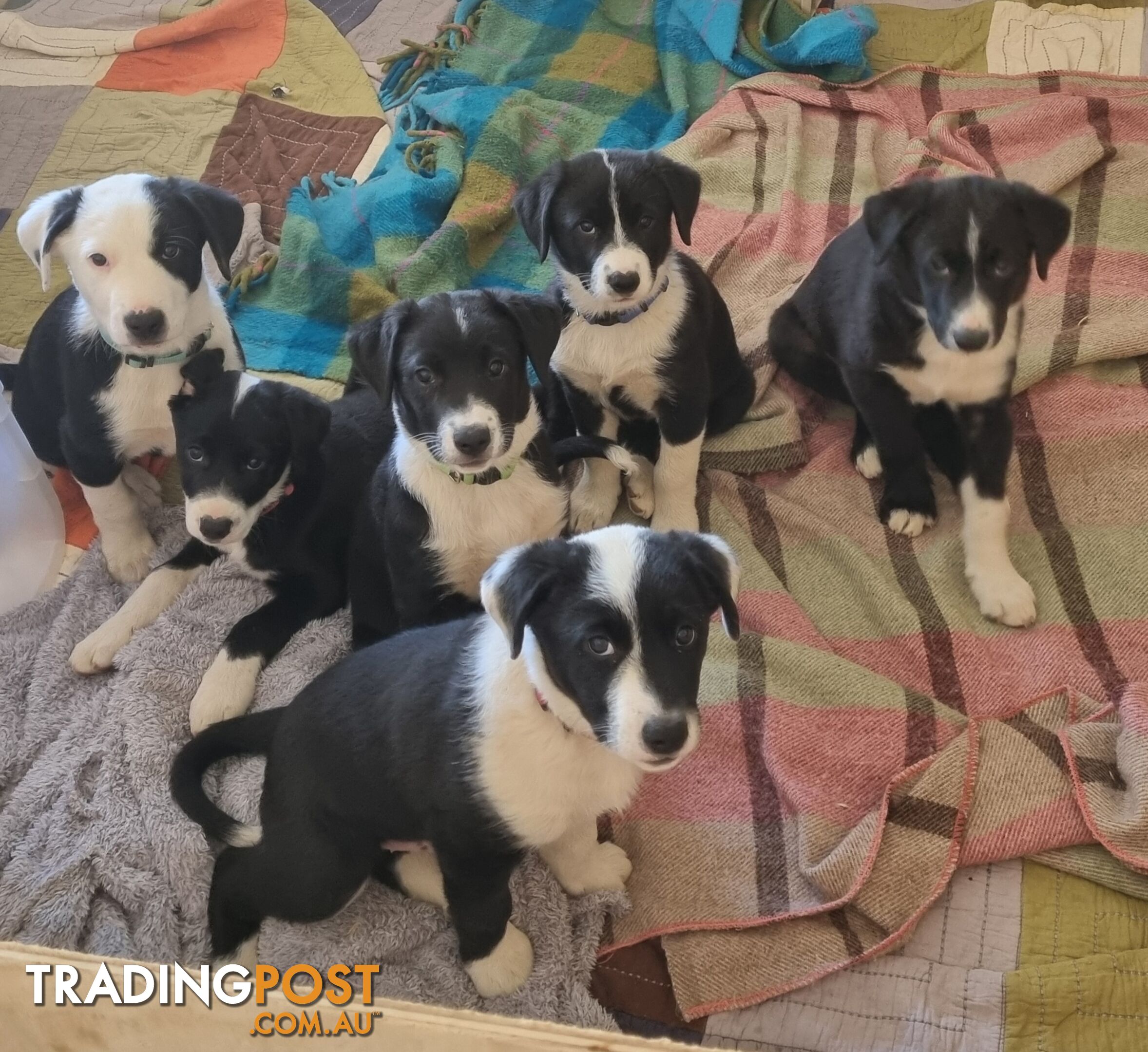 BORDER COLLIE PUPPIES