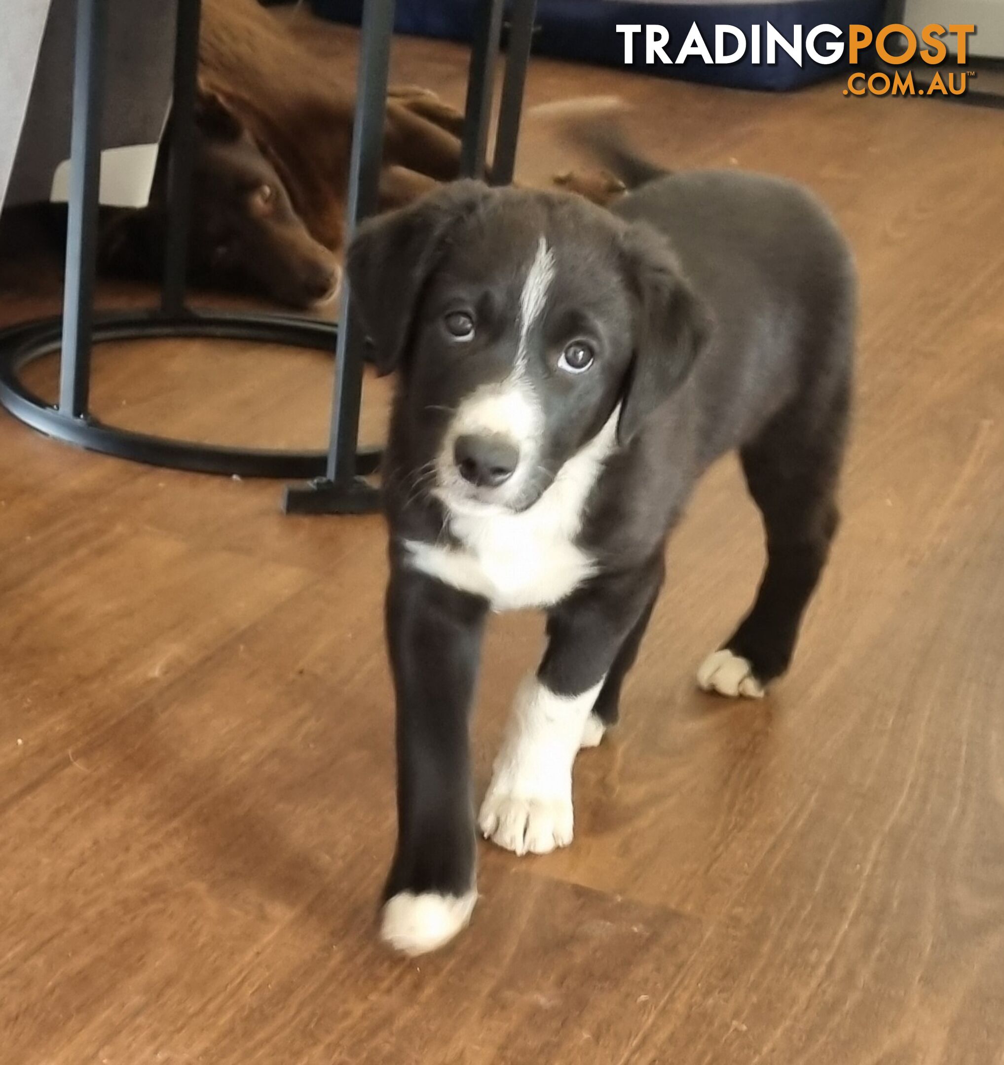 BORDER COLLIE PUPPIES