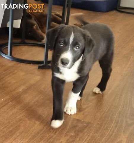 BORDER COLLIE PUPPIES