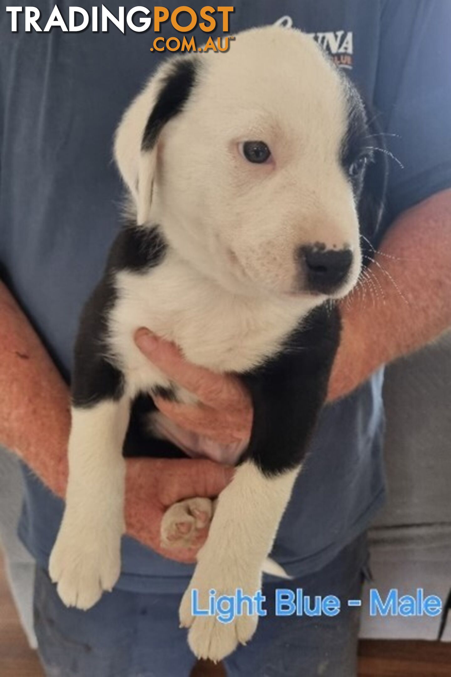 BORDER COLLIE PUPPIES