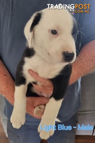 BORDER COLLIE PUPPIES