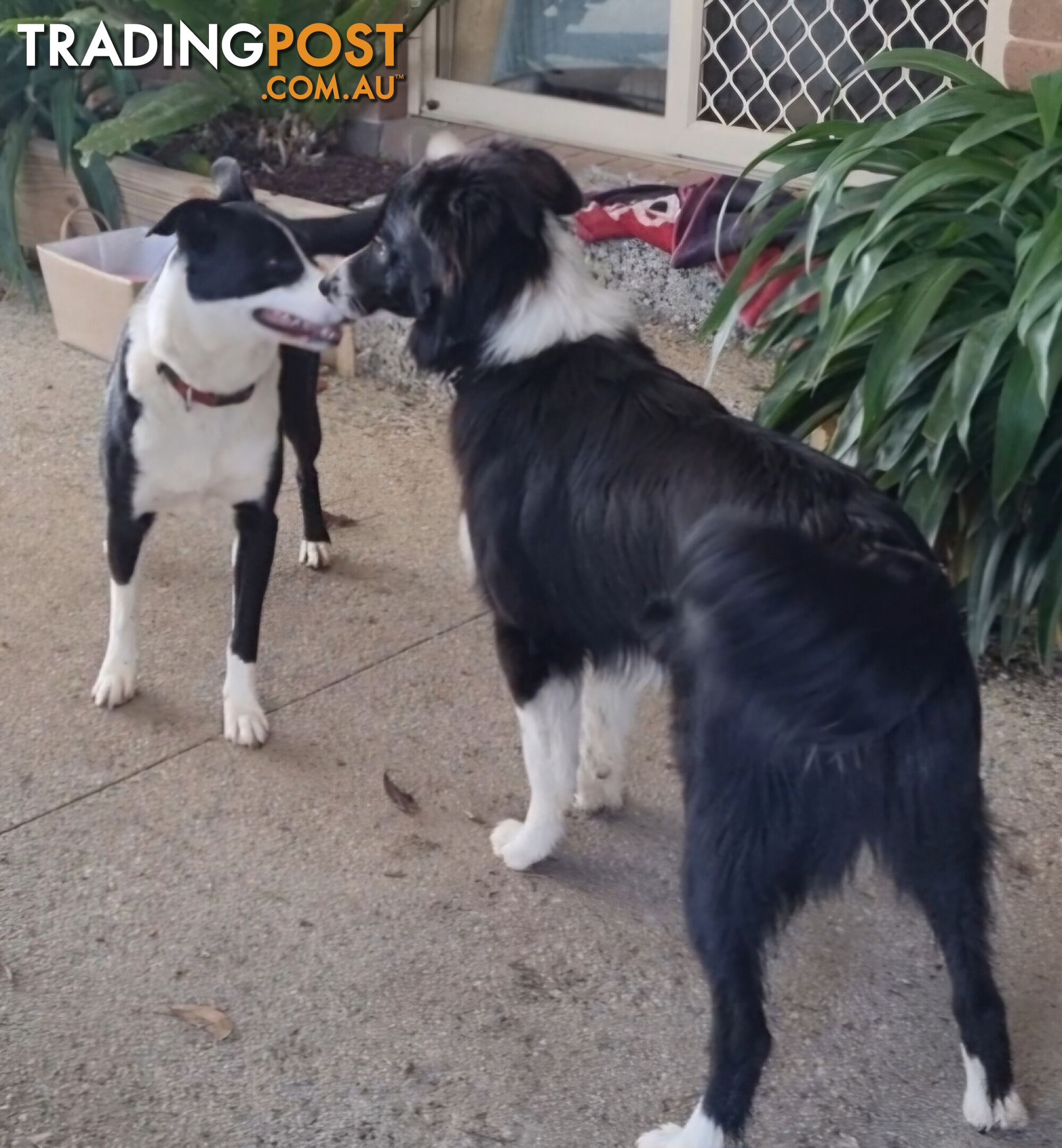 BORDER COLLIE PUPPIES