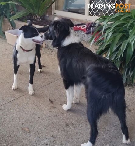 BORDER COLLIE PUPPIES