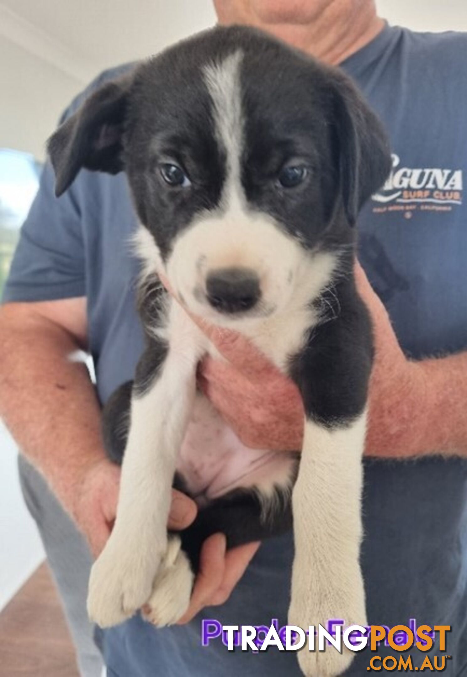 BORDER COLLIE PUPPIES