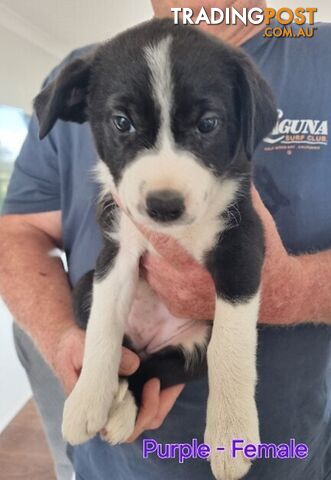 BORDER COLLIE PUPPIES