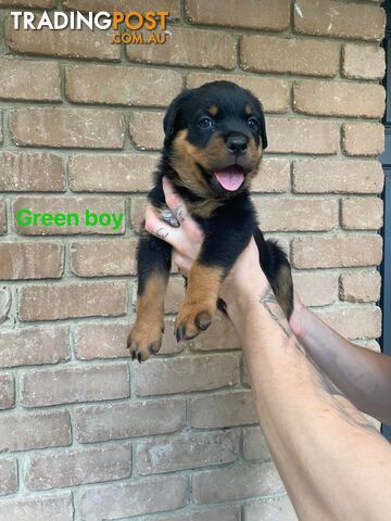 rottweiler puppies trading post