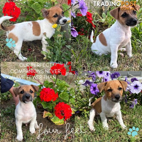 Purebred Jack Russell puppies