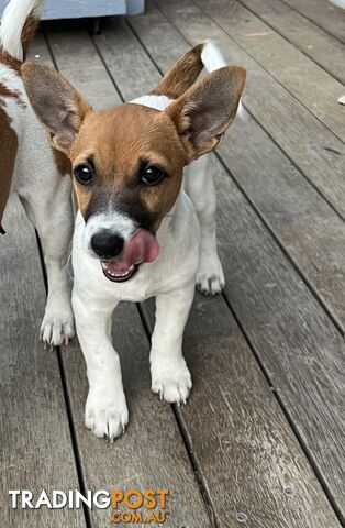 Purebred Jack Russell puppies