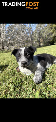 Border collie x blue heeler pups