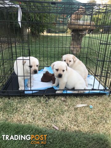 Beautiful Pure Bred Labradors