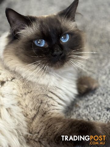 RAGDOLL STUD SERVICE