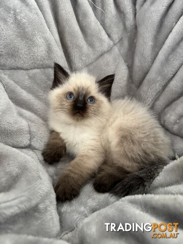 Ragdoll kitten - photo 2 of 7