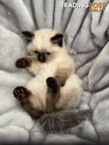 Ragdoll kitten - photo 4 of 7