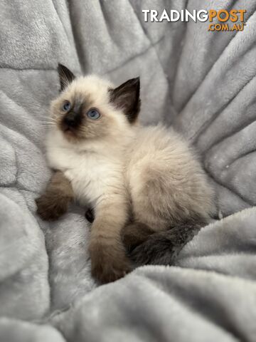 Ragdoll kitten