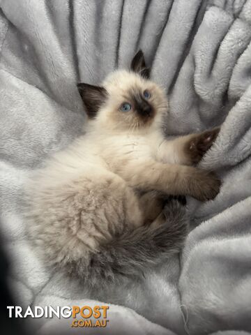 Ragdoll kitten - photo 3 of 7