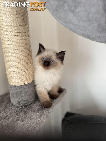 Ragdoll kitten - photo 5 of 7