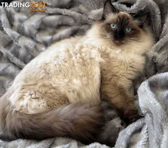 RAGDOLL STUD SERVICE - photo 4 of 15