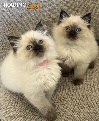 RAGDOLL STUD SERVICE - photo 5 of 15