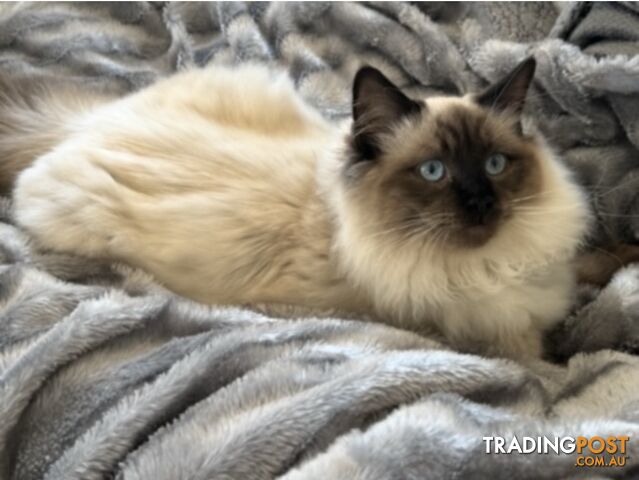 RAGDOLL STUD SERVICE - photo 3 of 15