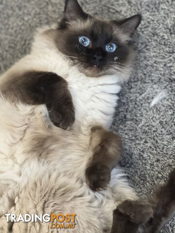 RAGDOLL STUD SERVICE