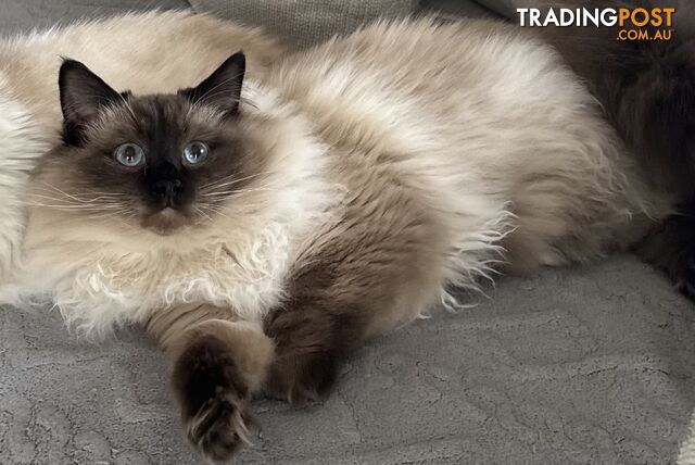 RAGDOLL STUD SERVICE - photo 2 of 15