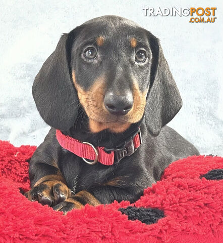Pedigree Standard size Smooth haired Dachshund Puppies