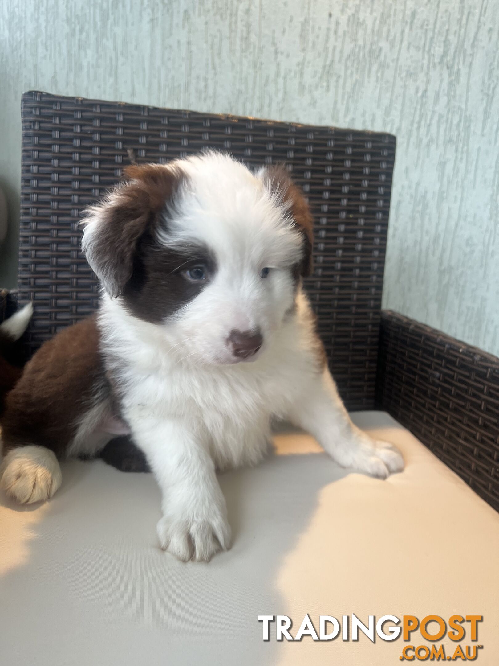 Purebred border collies