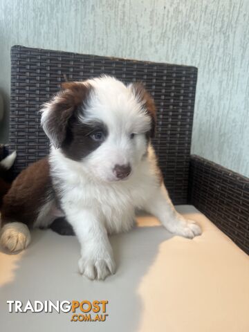 Purebred border collies