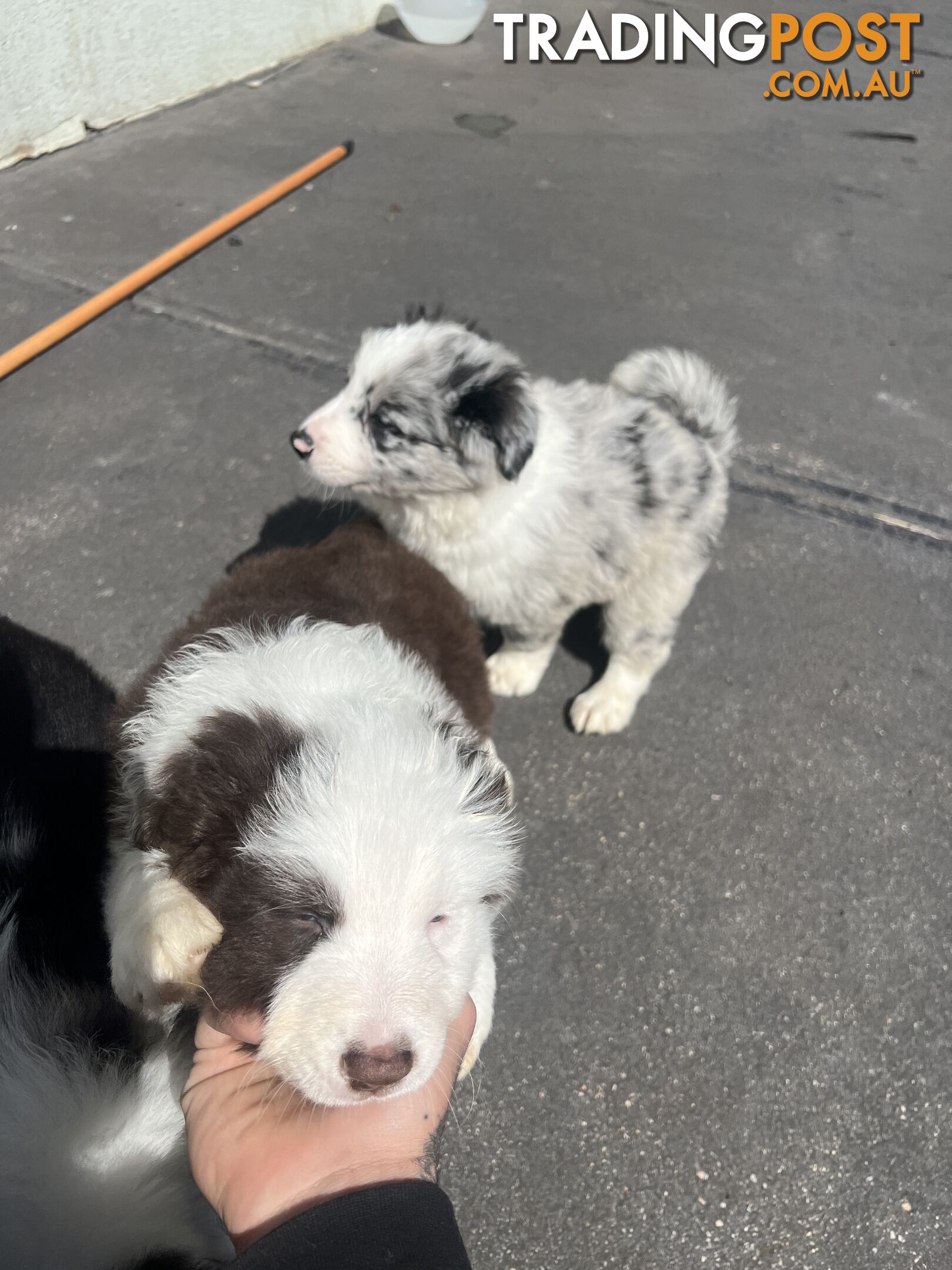 Purebred border collies