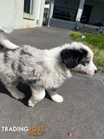 Purebred border collies