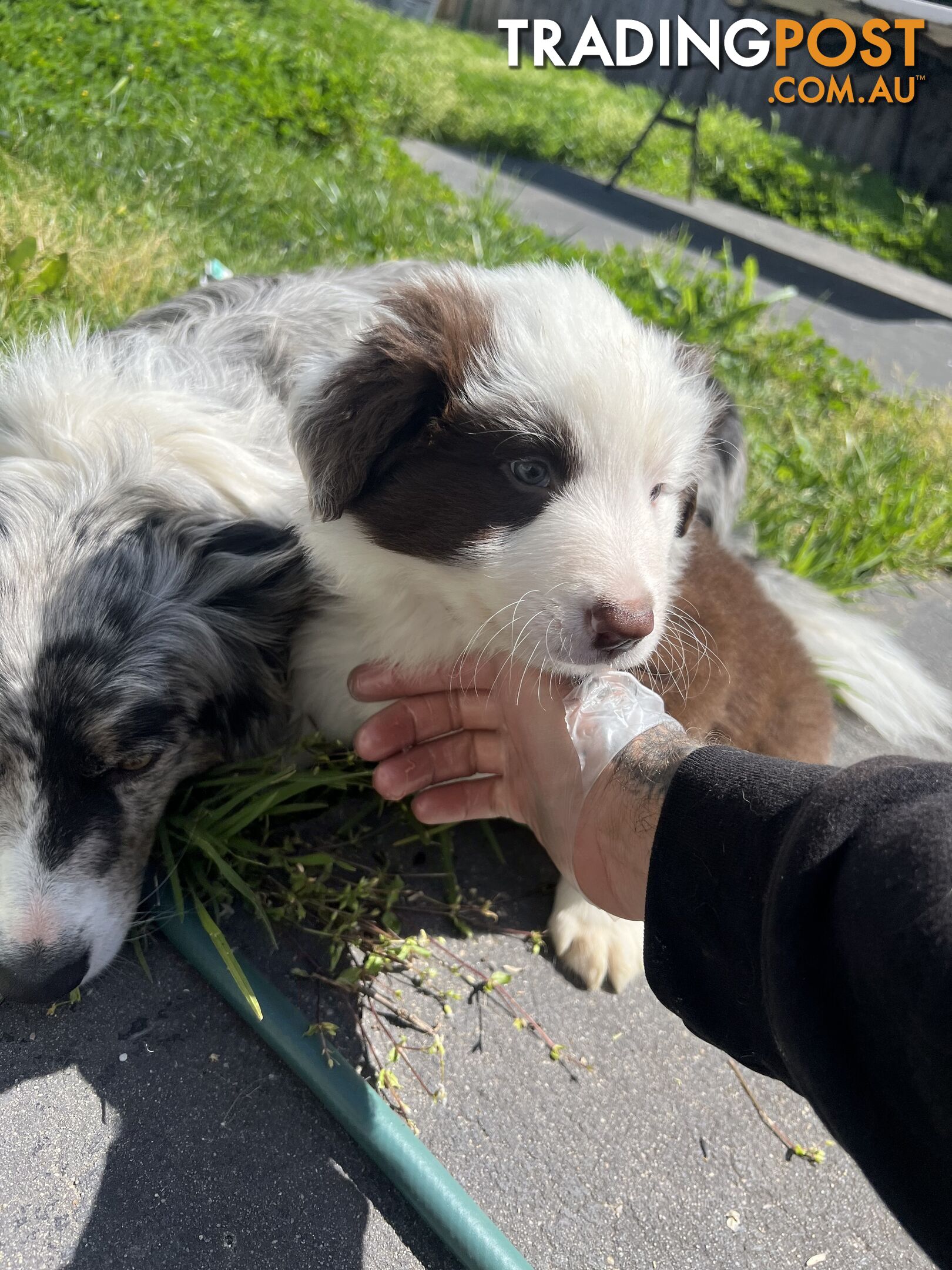 Purebred border collies