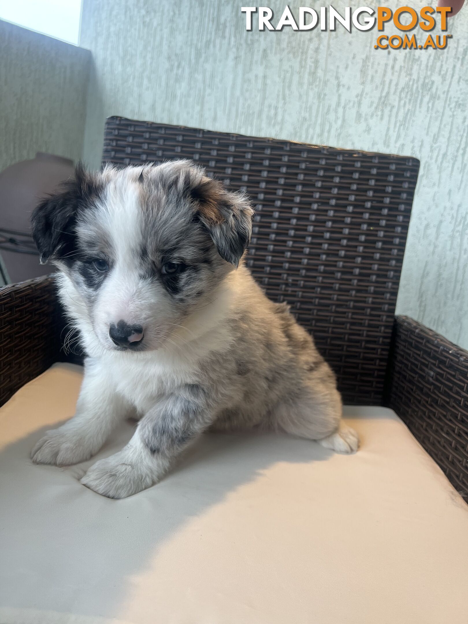 Purebred border collies