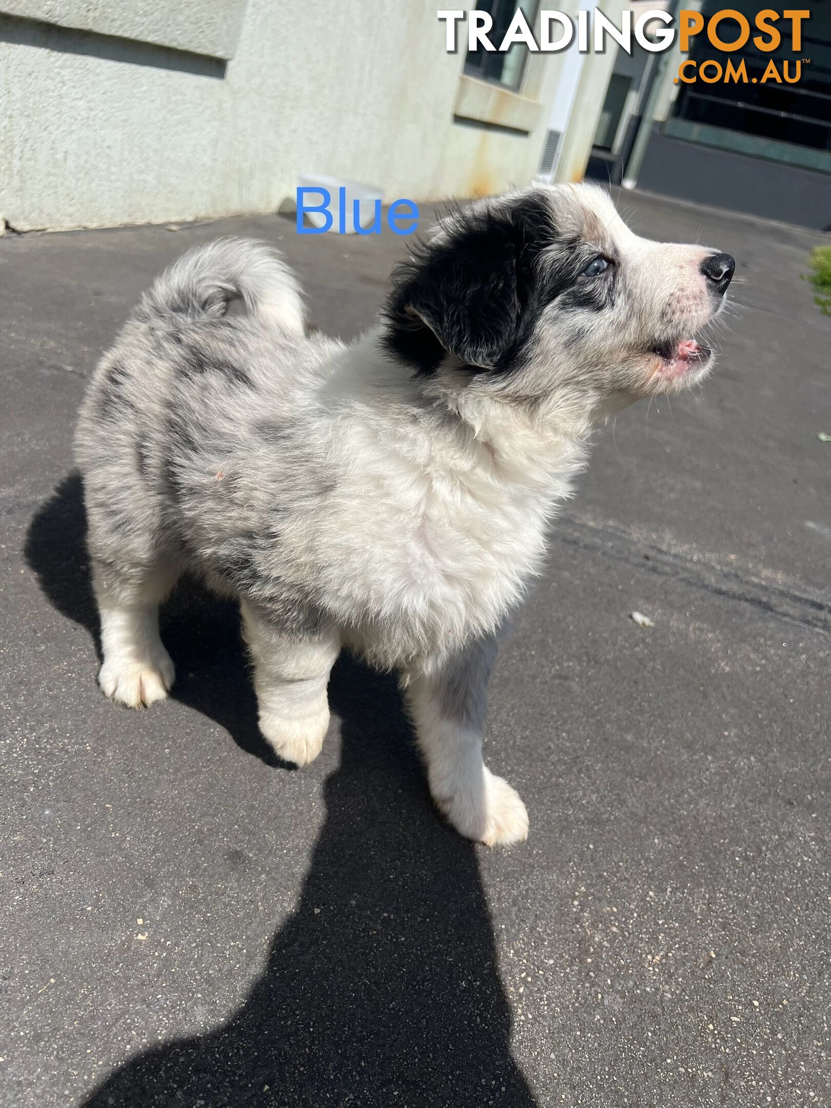 Purebred border collies