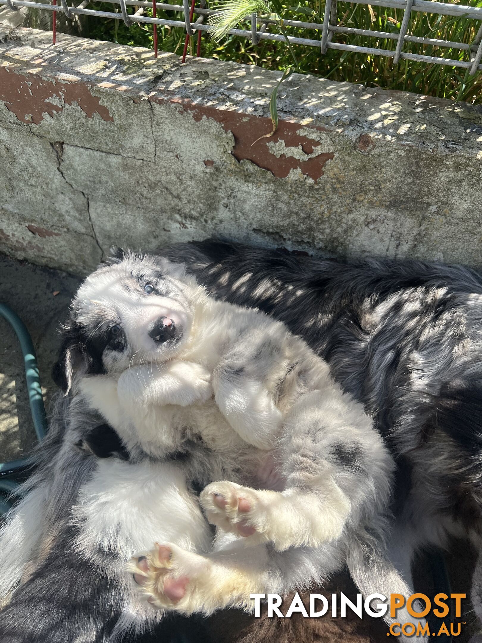 Purebred border collies