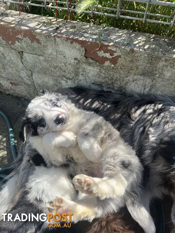 Purebred border collies