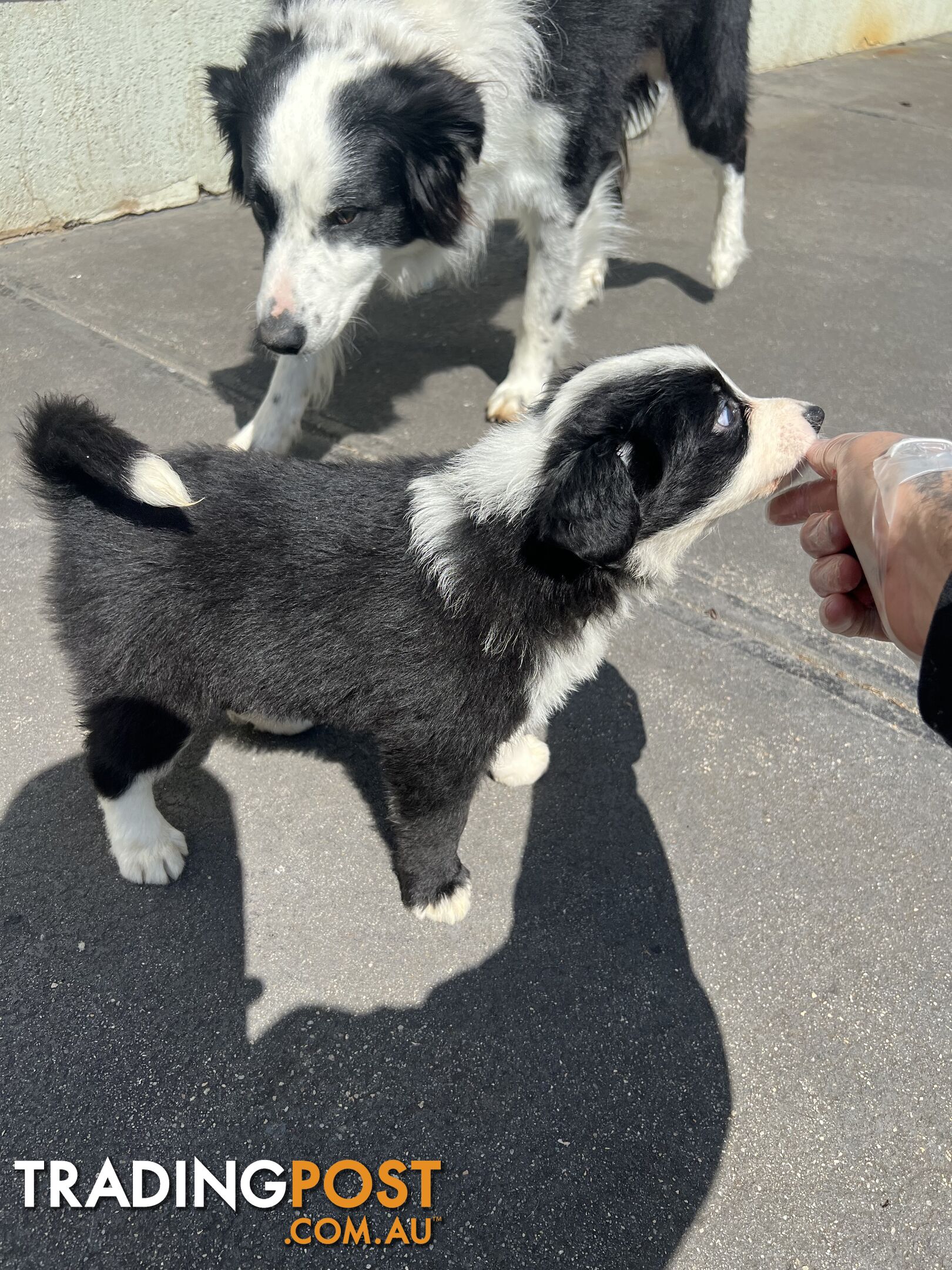 Purebred border collies