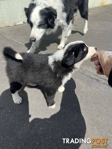 Purebred border collies