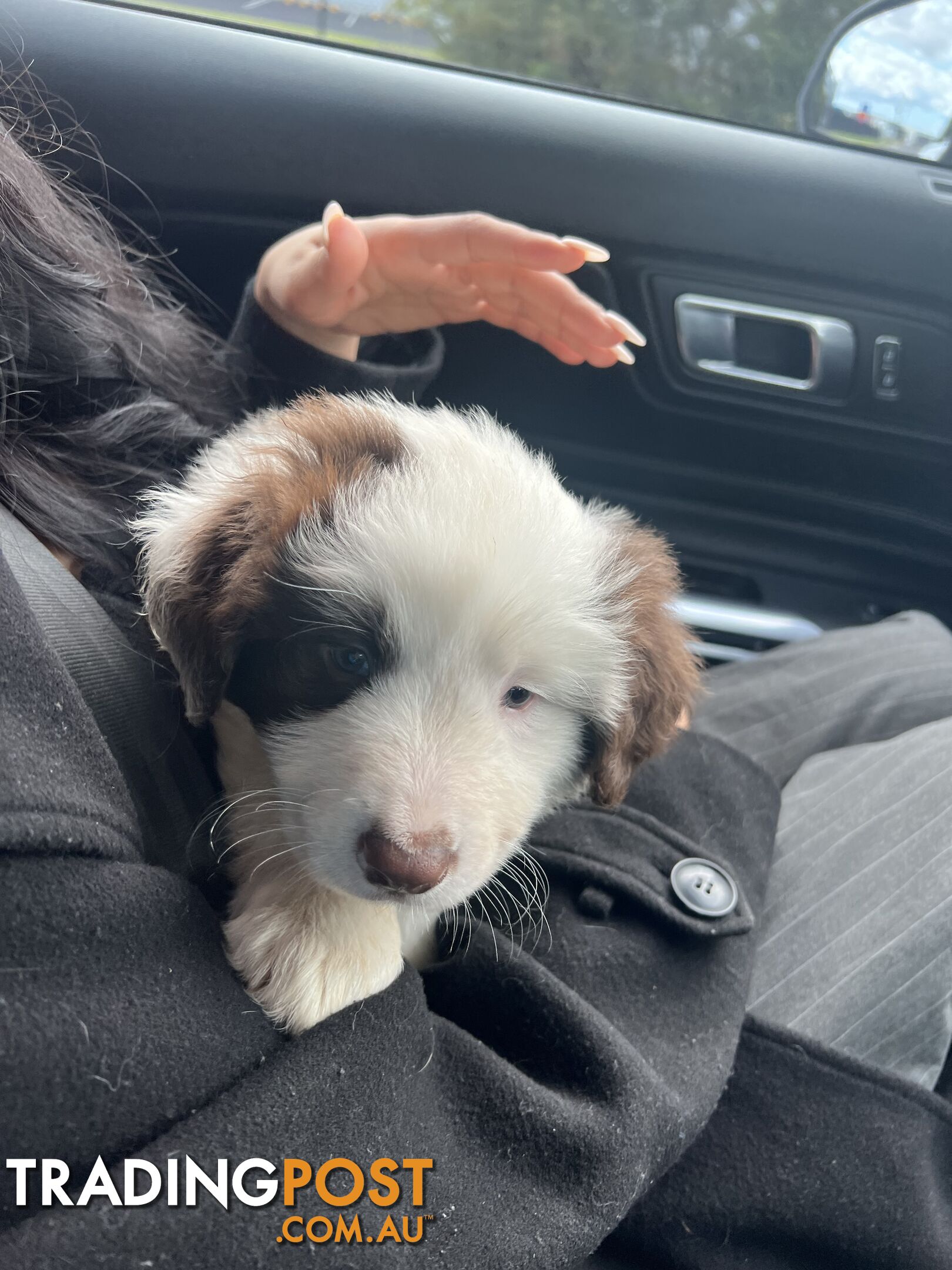 Purebred border collies