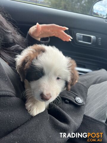 Purebred border collies