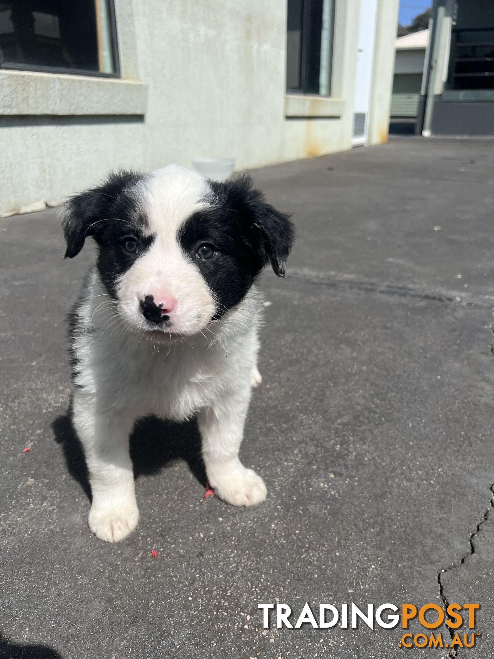 Purebred border collies